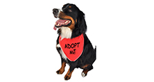 made-in-california-manufacturer-ruff-ruff-and-meow-adopt-me